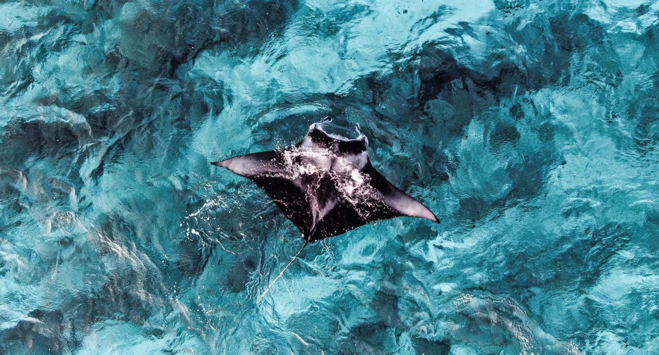 manta-ray-maldiverne